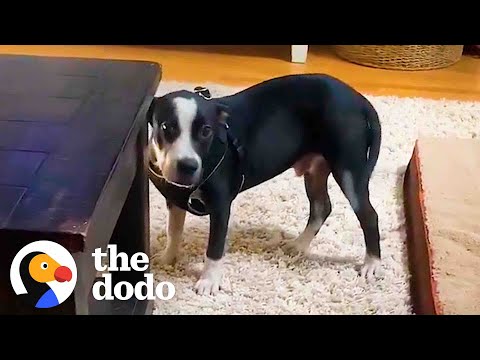 Shy Rescue Puppy Asks For Pets For The First Time | The Dodo Foster Diaries