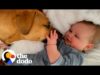 Rescue dog helps her toddler brother take his first steps | the dodo