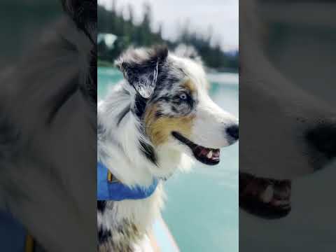 Adventure Buddy ❤️ | The Dodo