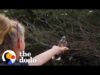 Wild blue jays surprise woman in the best way | the dodo wild hearts
