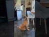 This puppy tries so hard to win over a senior cat | the dodo