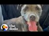 Woman gives abandoned pittie best xmas ever | the dodo pittie nation