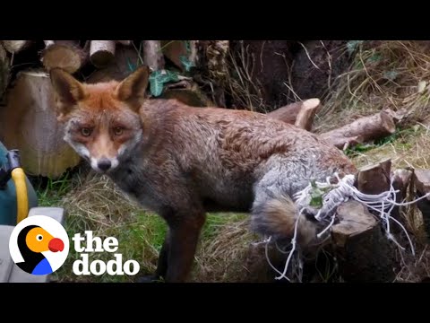 Fox Trapped in Net For Four Hours | The Dodo