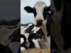 Pregnant rescue cow becomes a mom for the first time | the dodo