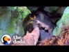 Guy hears howls coming from 20-foot-deep cave | the dodo