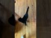 This cat loves to plop | the dodo