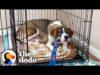 Foster dog refuses to leave her crate for weeks | the dodo foster diaries