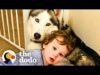 This husky sits by her baby brothers crib every day | the dodo