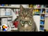 Everyone has that one coworker | the dodo cat crazy