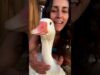 Woman has a "guard-goose" | the dodo