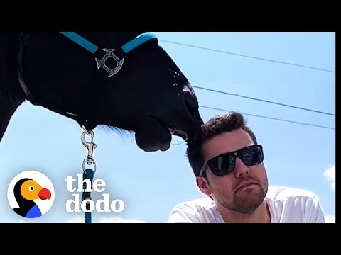 Horse Falls In Love With His Mom's Boyfriend | The Dodo Soulmates