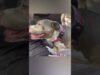 Guy brings home senior pittie and she starts to age backwards | the dodo