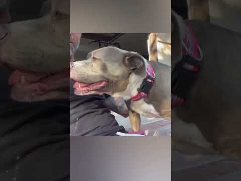 Guy Brings Home Senior Pittie And She Starts To Age Backwards | The Dodo