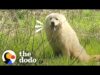 Stray dog who kept running away falls in love with woman's husband | the dodo