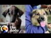 Little dog who looked like a rat is so fluffy now | the dodo