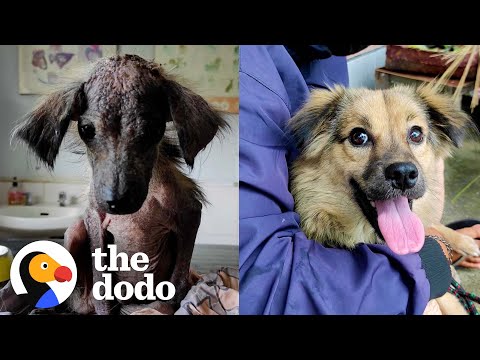 Little Dog Who Looked Like A Rat Is So Fluffy Now | The Dodo