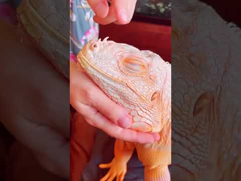 Blind Orange Dragon and Guy are BFFS | The Dodo
