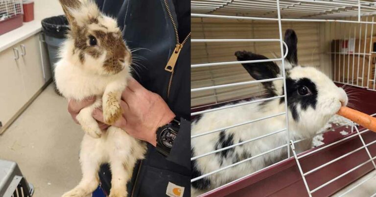 Hazmat team called to deal with rabbit neglect case in toms river - photo licensed by shore news network.