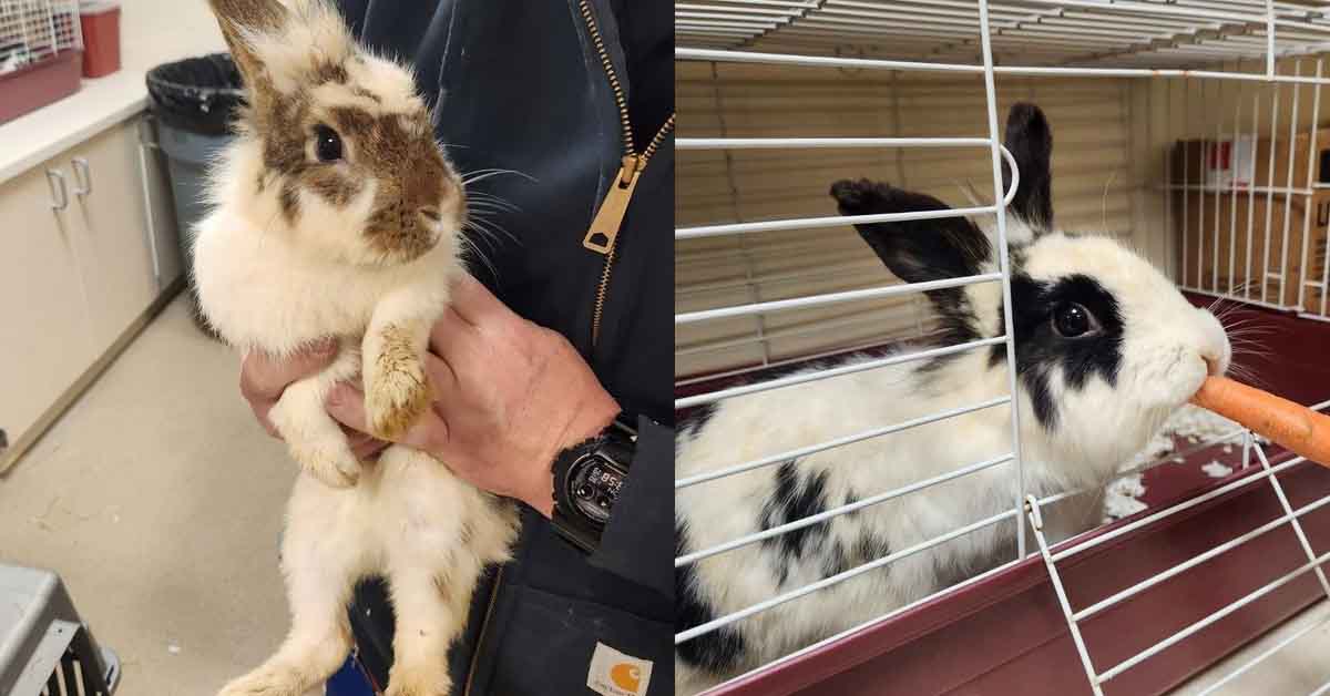 Hazmat team called to deal with rabbit neglect case in Toms River