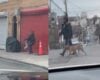 Animal cruelty investigation launched after viral video of dog being abused in Yonkers