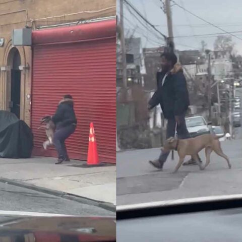 Animal cruelty investigation launched after viral video of dog being abused in yonkers - photo licensed by shore news network.