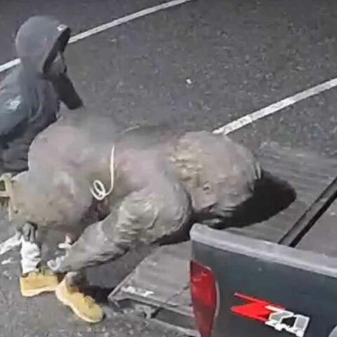 Statue of primate stolen from kensington business - photo licensed by shore news network.