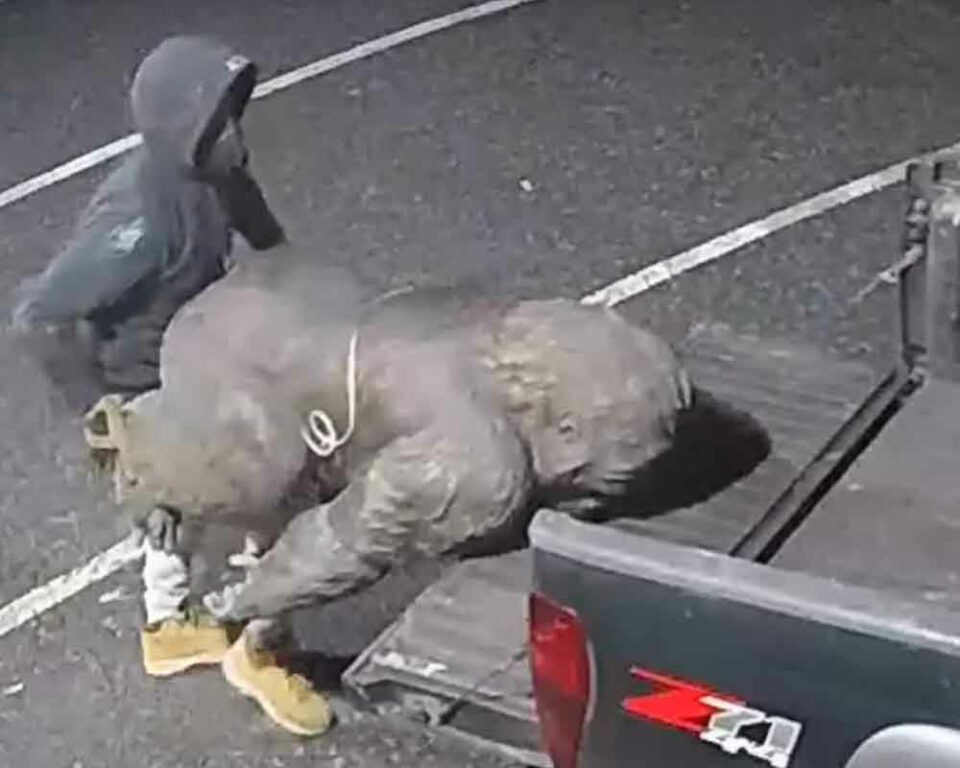 Statue of primate stolen from Kensington business