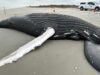 Photo of dead whale that washed ashore in Brigantine. Photo by MMSC