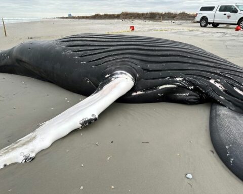 Photo of dead whale that washed ashore in Brigantine. Photo by MMSC