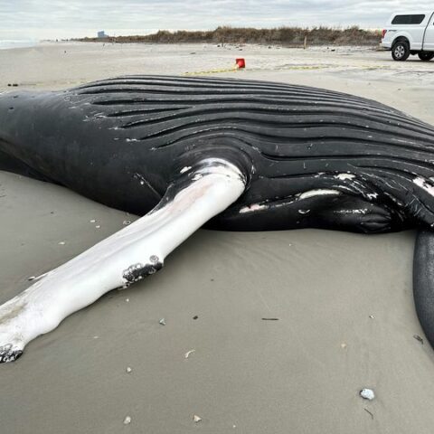 Photo of dead whale that washed ashore in brigantine. Photo by mmsc