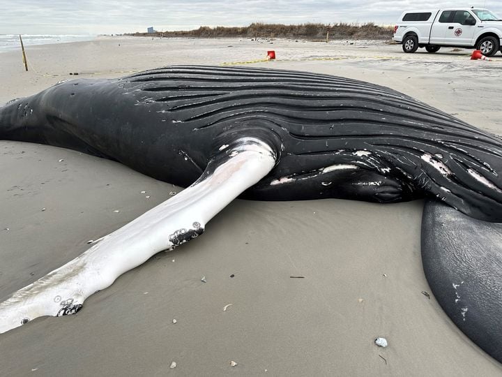 Photo of dead whale that washed ashore in Brigantine. Photo by MMSC