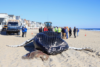 Another dead whale washes up at the jersey shore