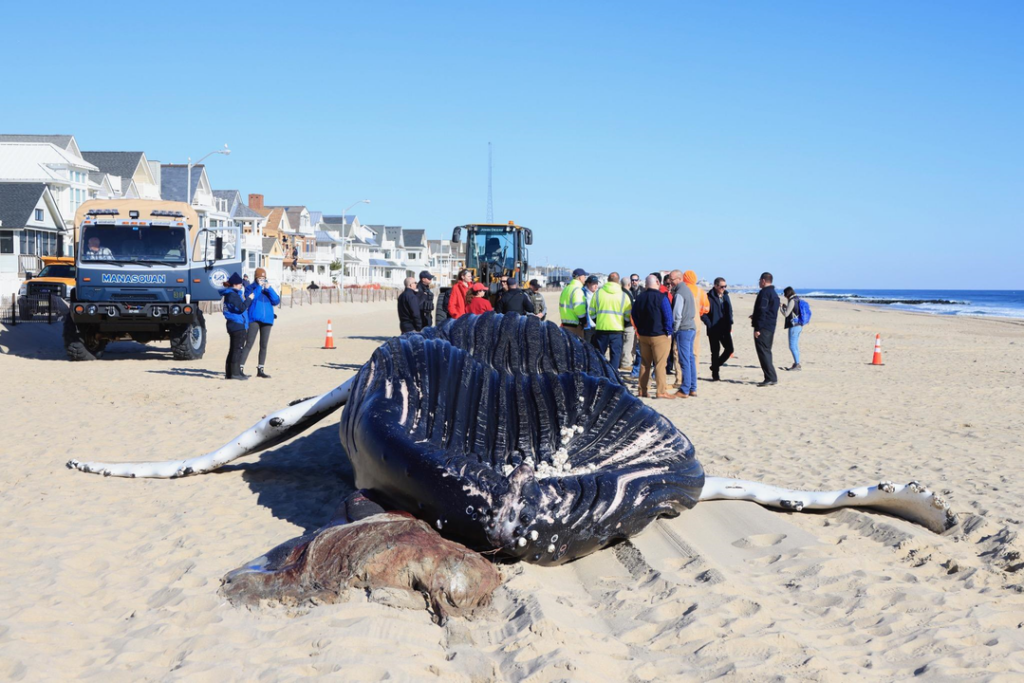 Another dead whale washes up at the Jersey Shore