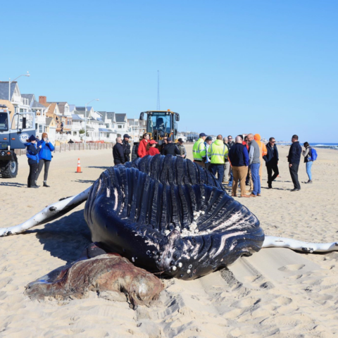 Another dead whale washes up at the jersey shore - photo licensed by shore news network.