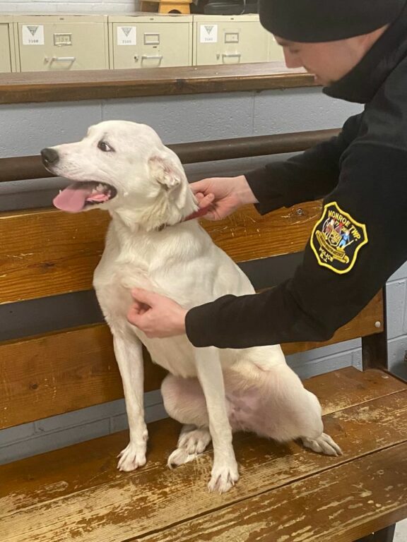 Stray dog found in cold by Monroe police