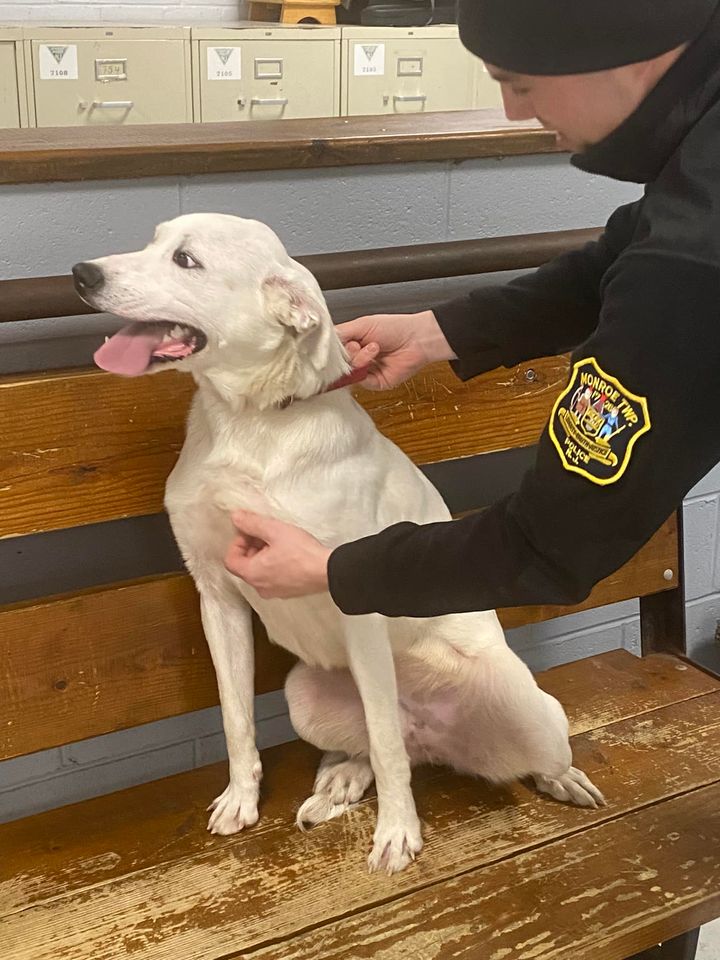 Stray dog found in cold by Monroe police