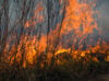 Prosecutor's office investigating berkeley township brush fire homeless camp