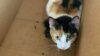 Officials investigating after cat thrown in dumpster, tied in plastic bag