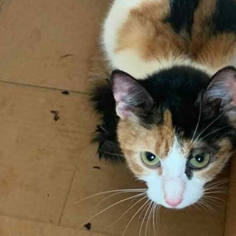 Officials investigating after cat thrown in dumpster, tied in plastic bag - photo licensed by shore news network.