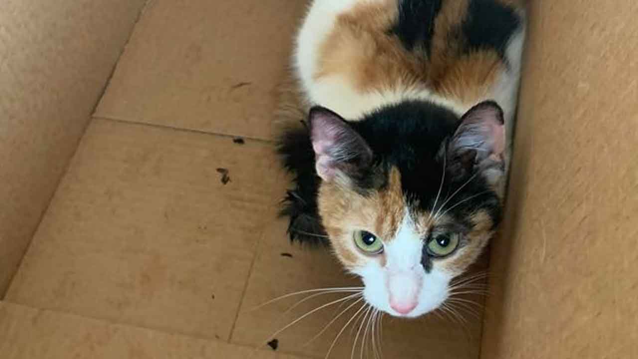 Officials investigating after cat thrown in dumpster, tied in plastic bag