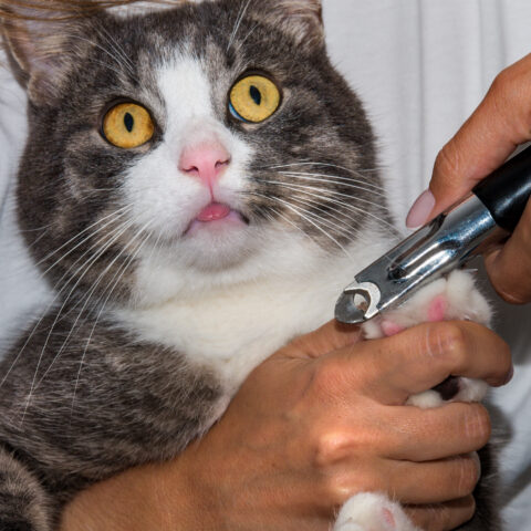 New jersey seeking to ban cat declawing - photo licensed by shore news network.