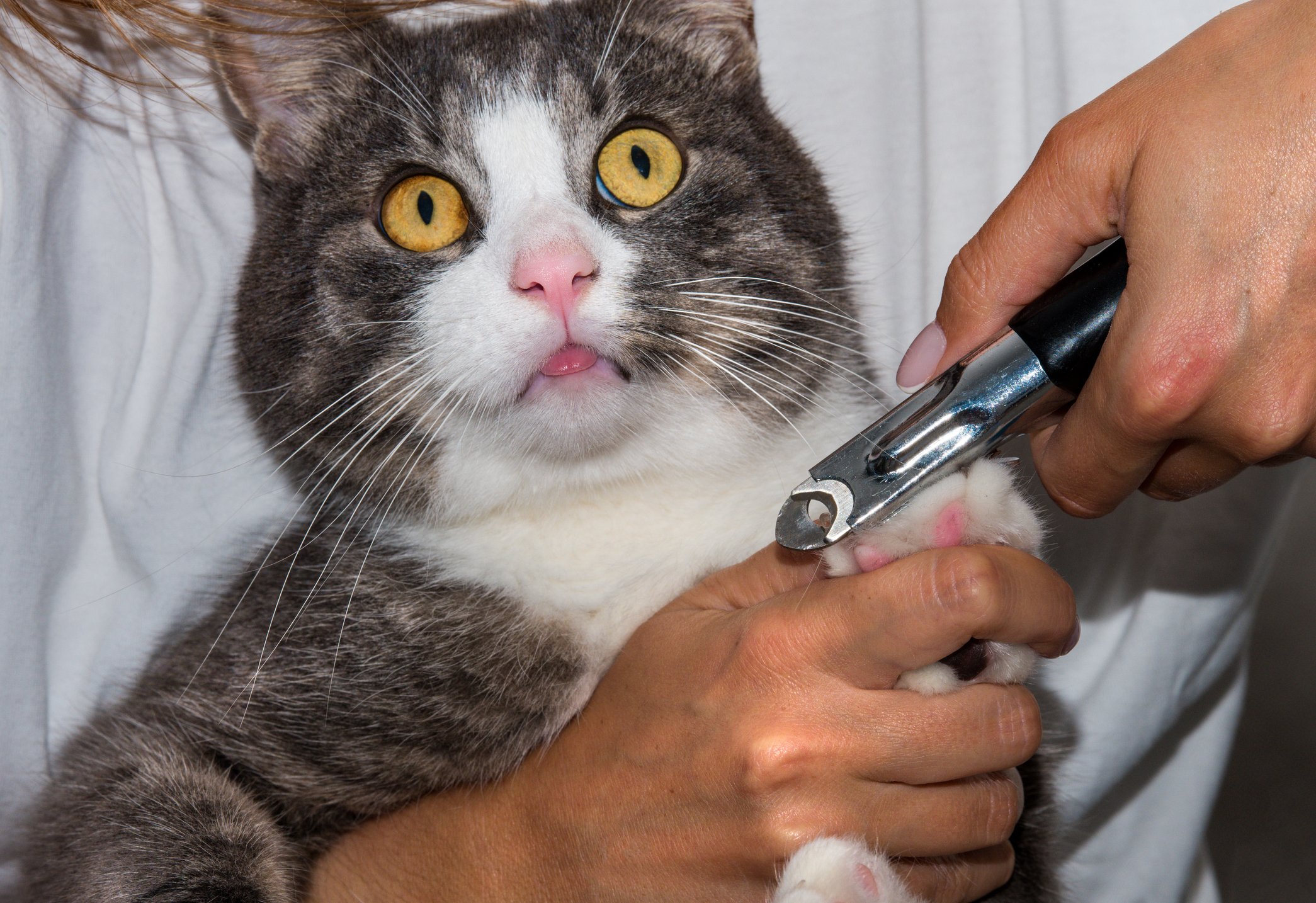 New Jersey seeking to ban cat declawing