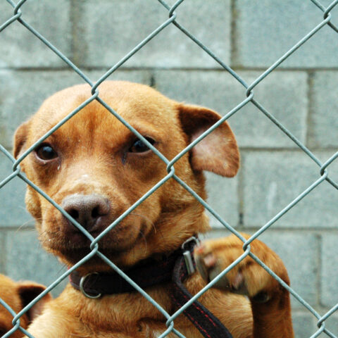 Man stabbed to death in district heights was to be sentenced for dog fighting conviction next week - photo licensed by shore news network.