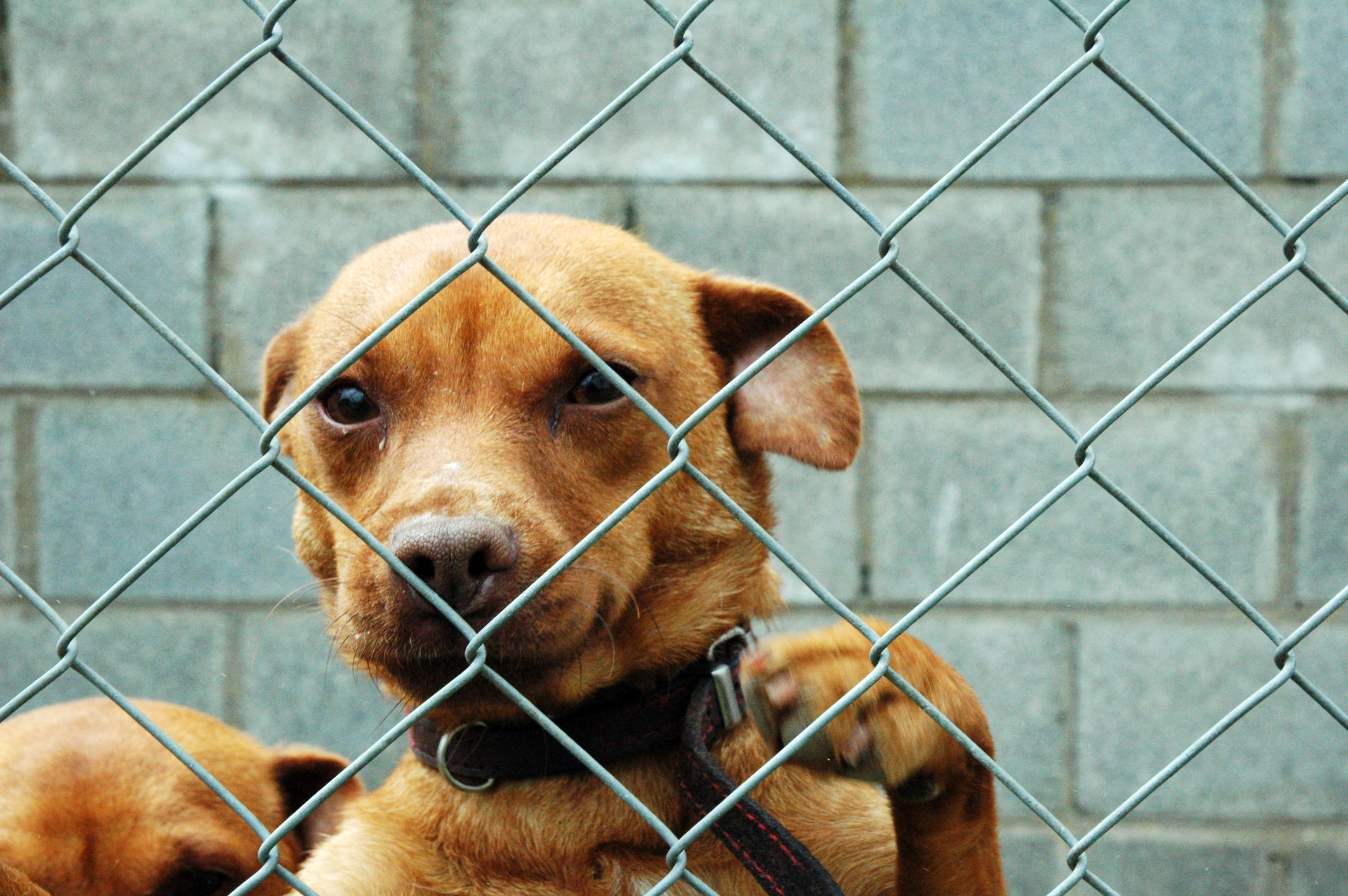 Man stabbed to death in District Heights was to be sentenced for dog fighting conviction next week