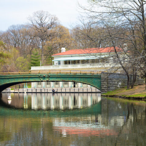 Alligator pulled found in brooklyn's prospect park lake - photo licensed by shore news network.
