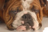 Newark rated least dog-friendly city in america