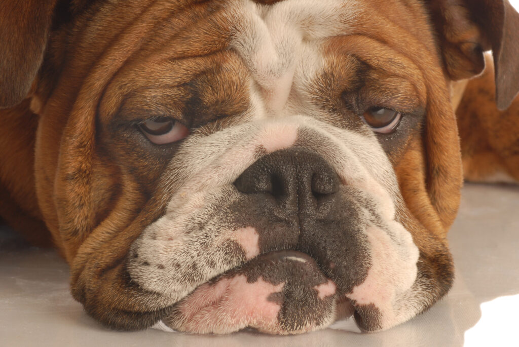 Newark rated least dog-friendly city in America