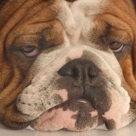 Newark rated least dog-friendly city in america - photo licensed by shore news network.