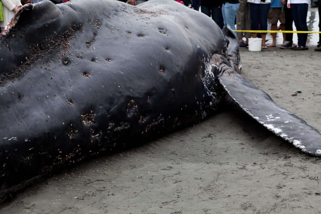 Jersey Shore mayors call for halt of massive off-shore wind farm amid uptick in whale deaths