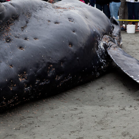 Jersey shore mayors call for halt of massive off-shore wind farm amid uptick in whale deaths - photo licensed by shore news network.